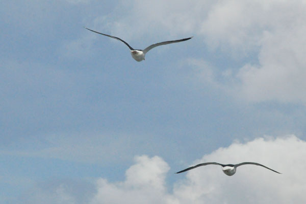 birds